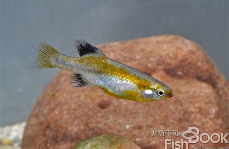 紅球魚水溫|一群不需要加溫的小型觀賞魚：谷鱂科胎生鱂